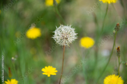 dandelions in the grass © photo