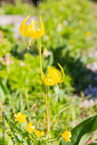 Glacier Lily Sunshine Meadows Canadian Rockies