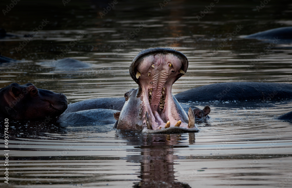 Fototapeta premium Hippo yawn