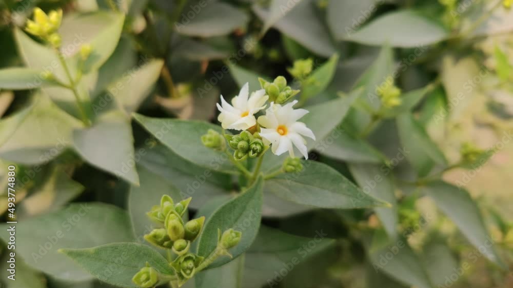 Night blooming jasmine and green leafs Night blooming jasmine and green leafs