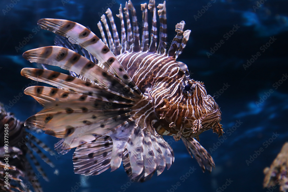lionfish in an aquarium on a dark background lionfish in an aquarium on a dark background