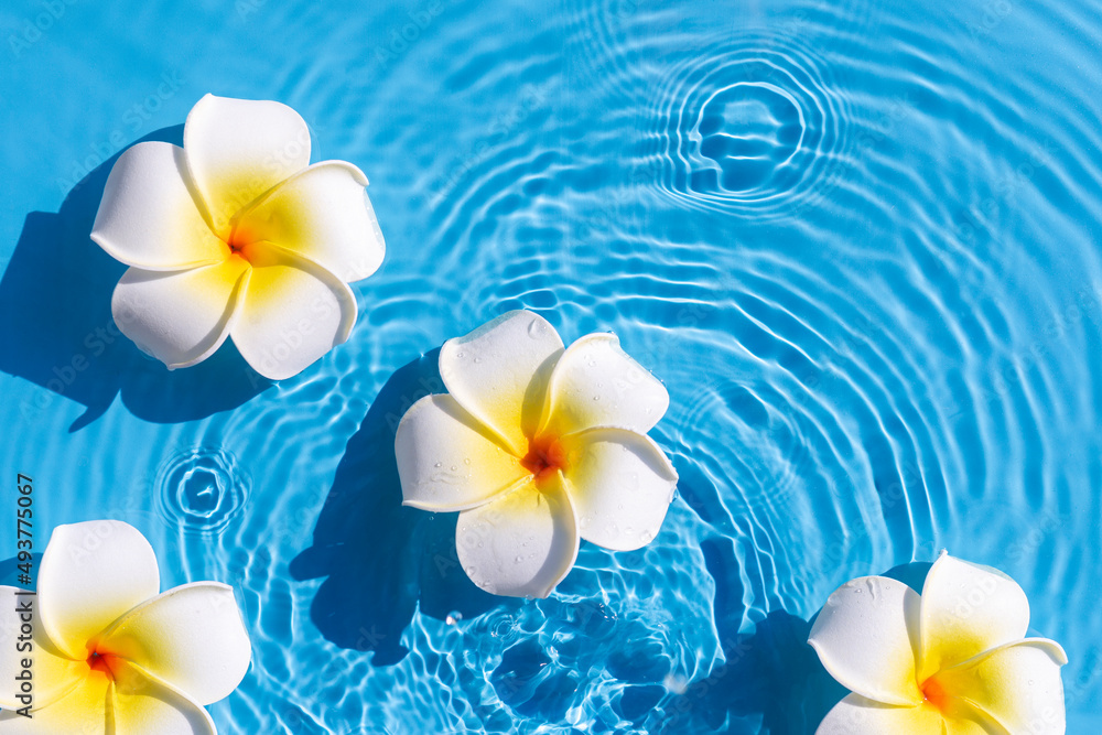 Tropical frangipani flowers on a blue water background. Top view, flat lay Tropical frangipani flowers on a blue water background. Top view, flat lay