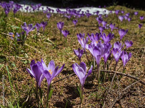 Blooming purple violet Crocus heuffelianus (Crocus vernus) alpine flowers on spring Carpathian mountain plateau, Ukraine.