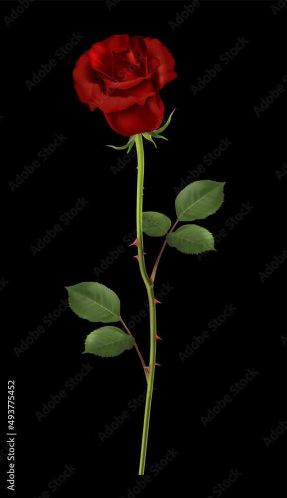 Vector realistic red rose isolated on black background