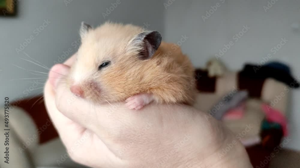 Golden syrian hamster sleeps in hand of the owner, close-up video Golden syrian hamster sleeps in hand of the owner, close-up video