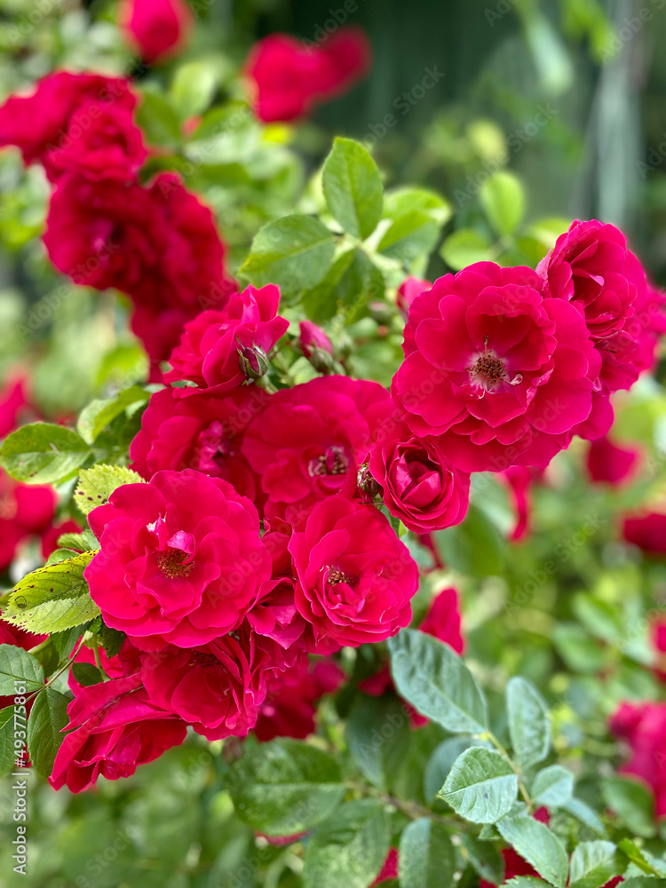 red garden roses growing in the city park. red garden roses growing in the city park.