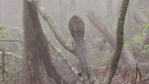 rear view of a male superb lyrebird preening on a foggy day at fitzroy falls of morton national park in the nsw southern highlands of australia photo