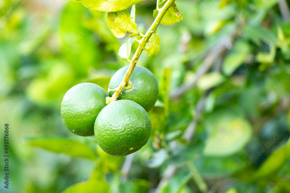 Green color of fresh lime with leaf background Green color of fresh lime with leaf background
