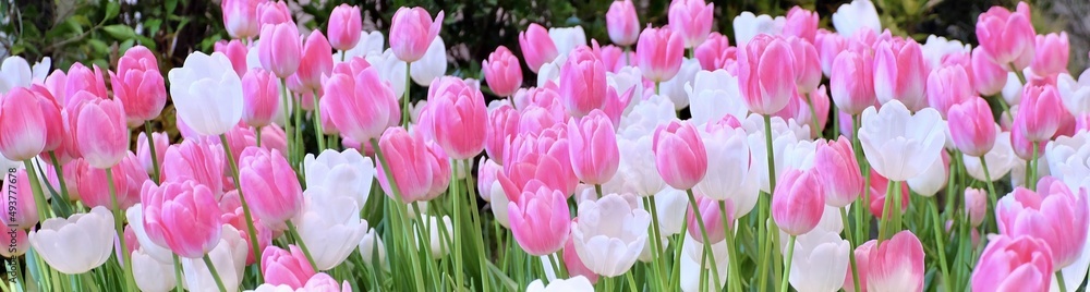 Fresh Pink and White Tulip Flowers