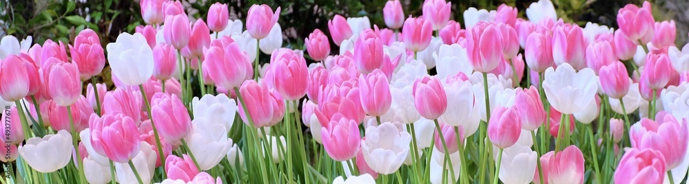 Obraz premium Fresh Pink and White Tulip Flowers
