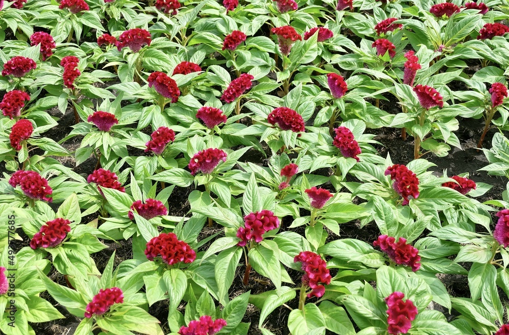 Background of Red Cockscomb Flowers or Woolflowers