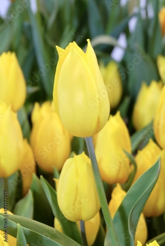 Fresh Yellow Tulip Flowers in A Garden