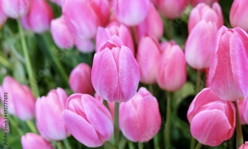 Fresh Pink Tulip Flowers in A Garden