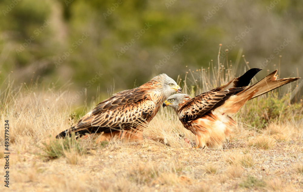 Pareja de milanos reales en el campo Pareja de milanos reales en el campo