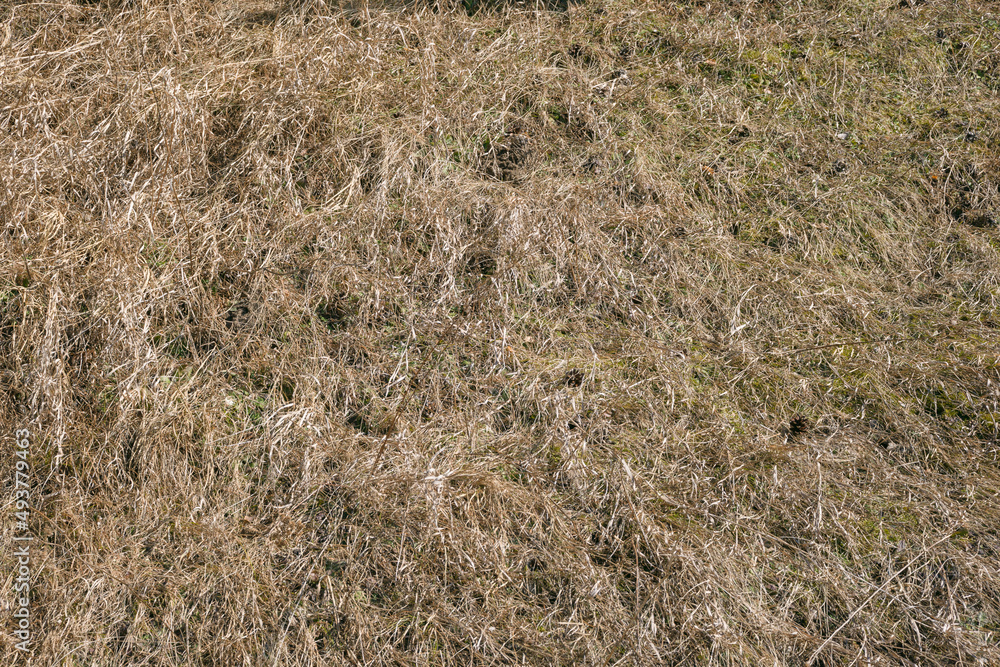 Dry last year's grass. Early spring Dry last year's grass. Early spring