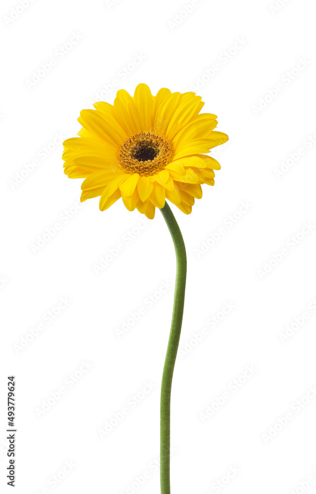Daisy Gerbera Flower on white Daisy Gerbera Flower on white
