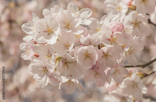 closeup macro of blossoming white and pink sakura cherry blossom on branch in spring photo