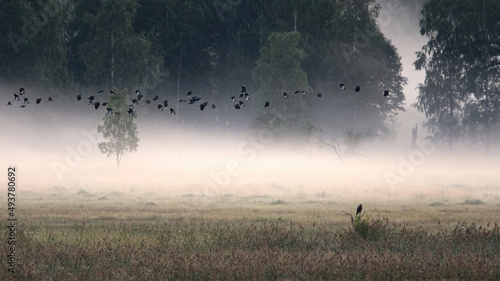Migrating birds in the fog