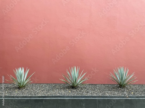 A Mexican scene of three agave cactus succulent plants, against a red wall, in Mexico City. A background with room for text, space for copy.