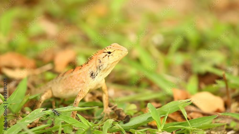 Lizard is standing on ground , out door Chiangmai Thailand Lizard is standing on ground , out door Chiangmai Thailand