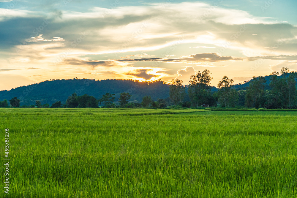 A landscape of green rice fields with growing rice plants with a background of trees and mountains in the evening.