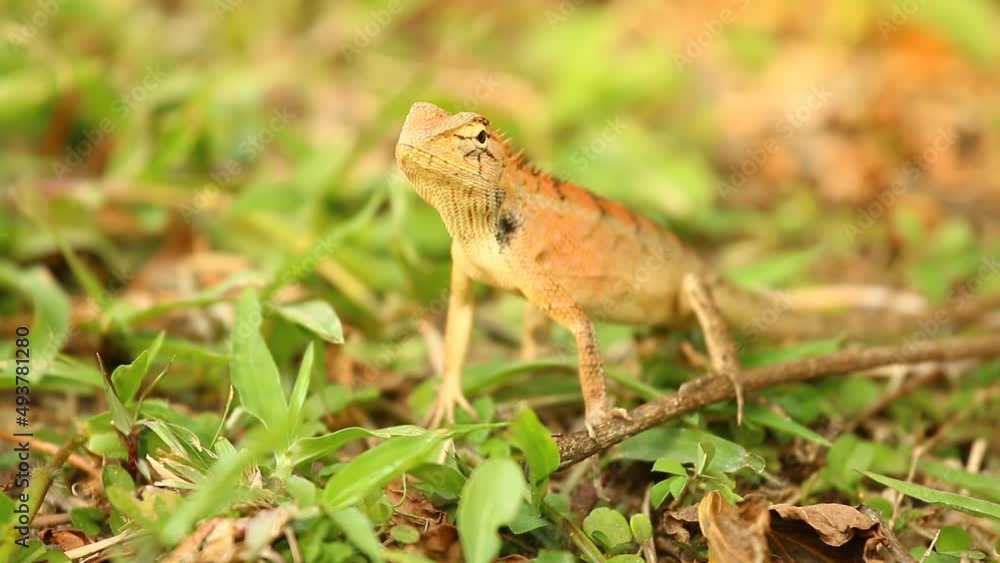 Lizard is standing on ground , out door Chiangmai Thailand Lizard is standing on ground , out door Chiangmai Thailand