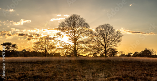 Drzewa o złotej godzinie w ciepłych odcieniach photo