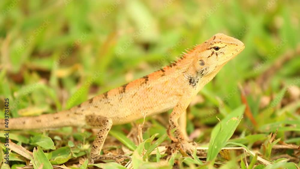 Lizard is standing on ground , out door Chiangmai Thailand Lizard is standing on ground , out door Chiangmai Thailand