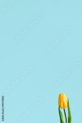 yellow tulip on a blue background, copy paste