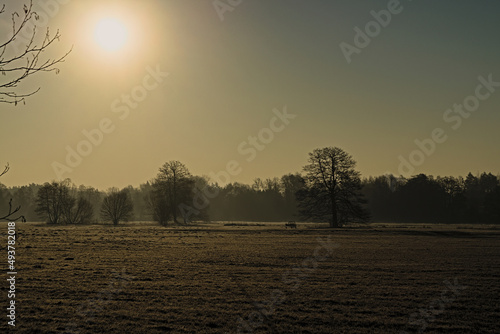 misty sunrise in the meadow © Bartomiej