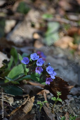 spotted Lungwort in the Forest