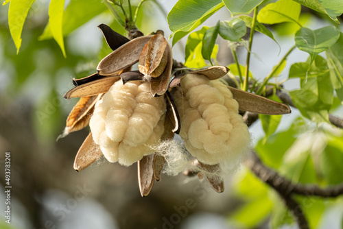 White silk cotton tree sprouts, waiting for the wind to fly away to propagate.