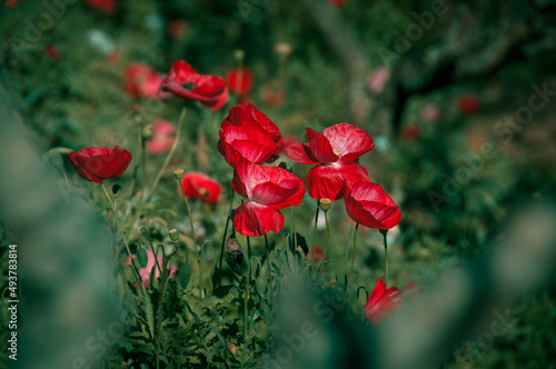 Beautiful field or flowers red poppies blossom on wild field in summer outdoors.