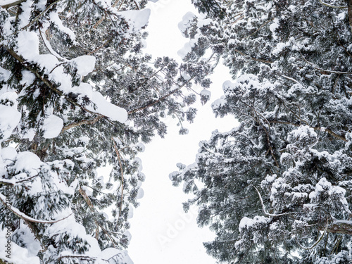 Wallpaper Mural 2월의 일본 시라카와고 3미터의 눈이 내리는날 
나무가지에는 눈이 만들어낸 길을 만들어내고있다 Torontodigital.ca