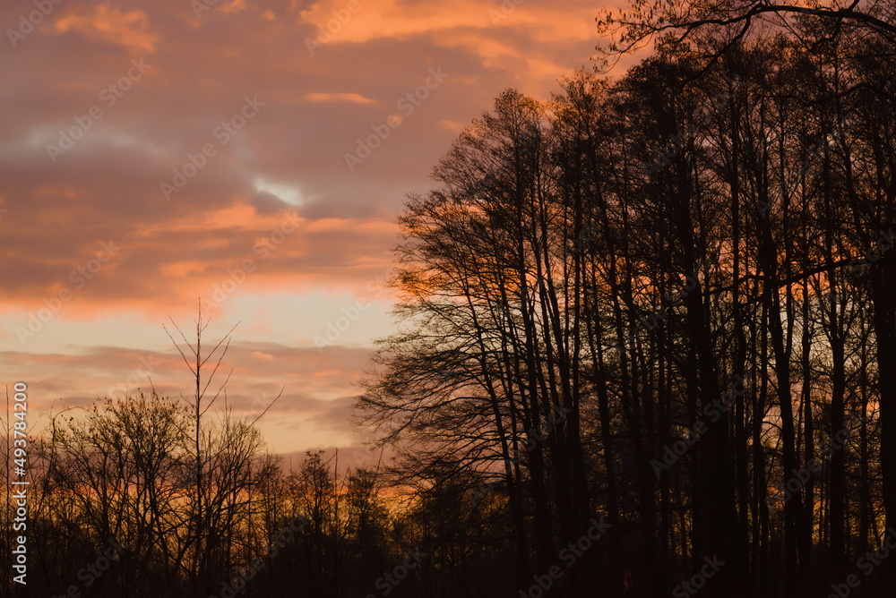 sunrise at the edge of the forest with orange clouds