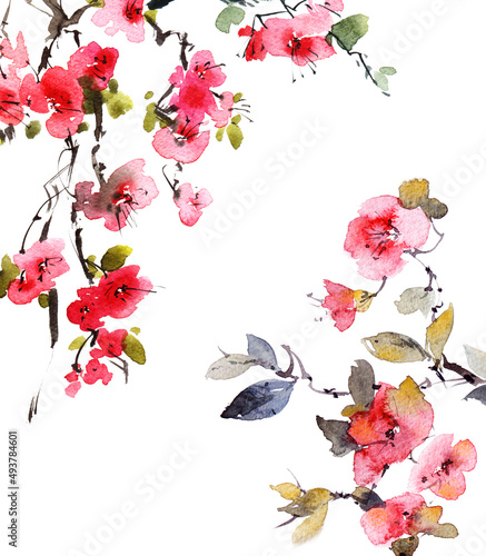 Watercolor blossom sakura branch © ola_tarakanova