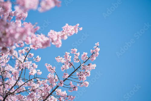 満開の桜の花 寒緋桜