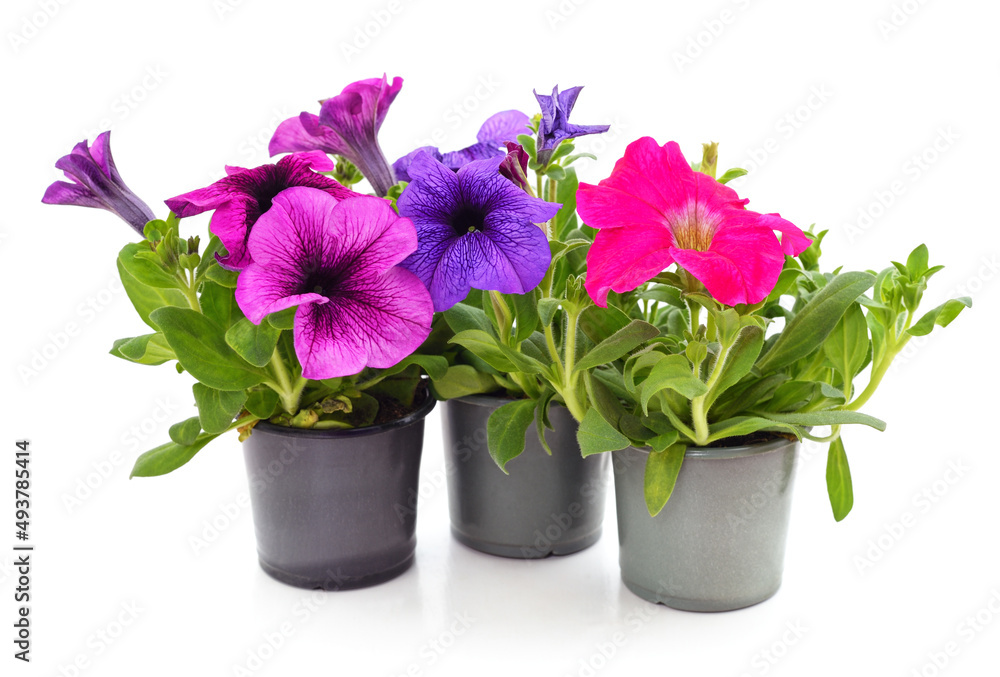 Colorful petunia in the pots. - obrazy, fototapety, plakaty 