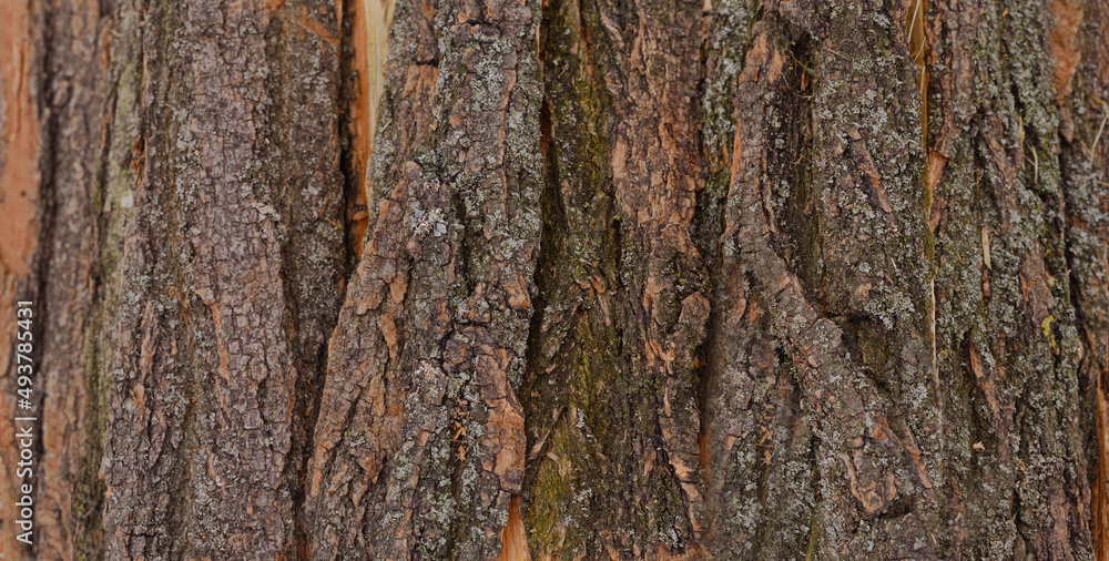 Background from a firewood and bark. Background from a firewood and bark.