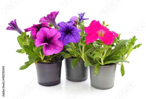 Colorful petunia in the pots. photo