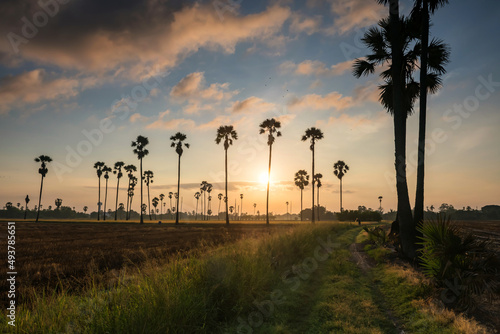 sugar palm trees at sunrise, Sam Khok, Pathum Thani © Blanscape