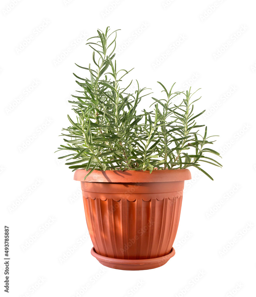 rosemary plant in brown pot isolated on white background rosemary plant in brown pot isolated on white background