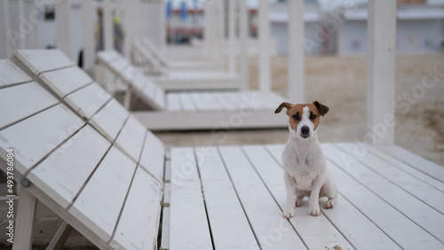 Jack Russell Terrier dog lies on a wooden deck chair on the beach. 