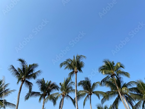 Wallpaper Mural nice tropical with blue sky, palms tree, green leave Torontodigital.ca