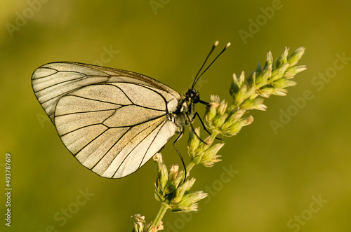 butterfly in nature