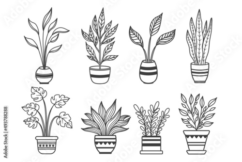 Set of potted house plants on a white background. Isolated potted plants. Monstera and other tropical plants on a white background. Decor with indoor tropical leaves, plants.