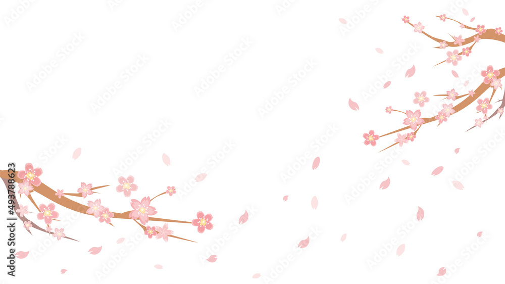 Naklejka premium 満開の桜の背景イラスト 白バック 16:9