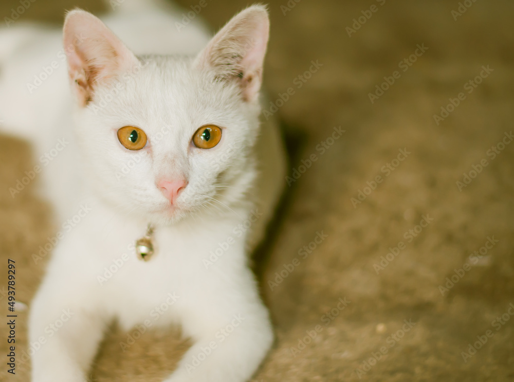 The cat has an orange eye and the body is white.
