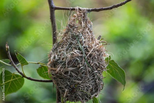 Golden weaver 's nest photo