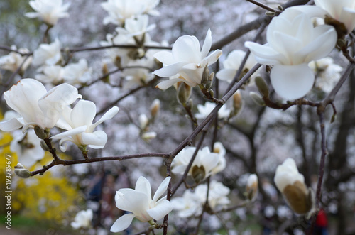White magnolia blooming in city park